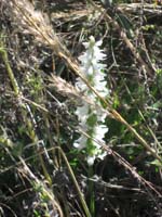 01 Lady Tresses orchid4079