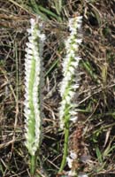 03 Lady Tresses Orchids twisted & straight4088