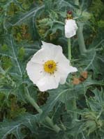 PricklyPoppyIMG_0810