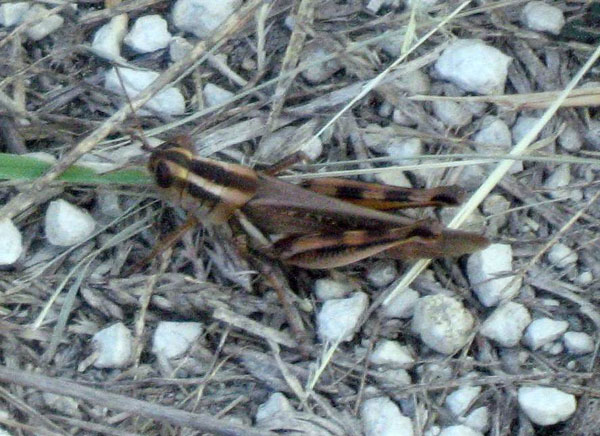 04Western Lubber Grasshopper