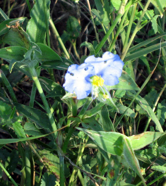 21Erect Dayflower2