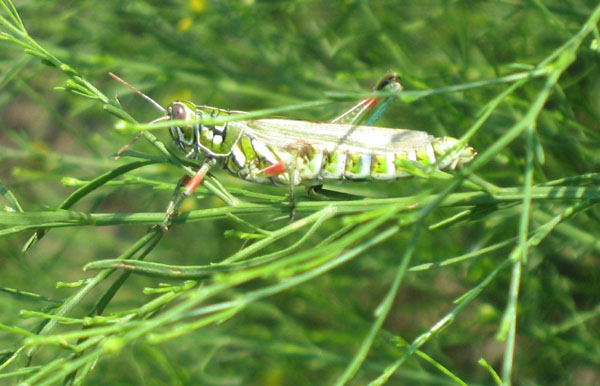 22Red-knee grasshopper