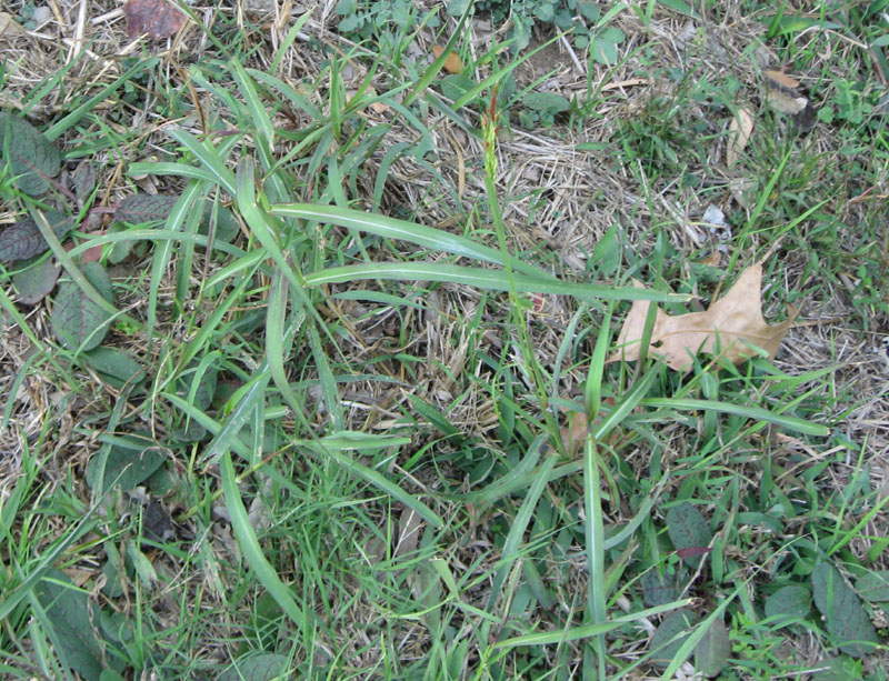 4927 Sorghum halepense Johnson grass