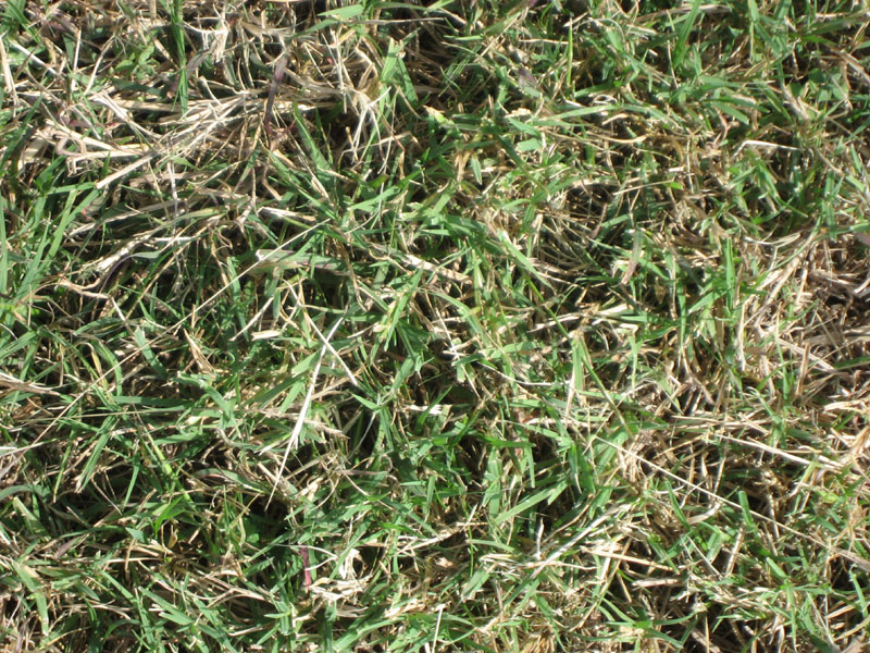4935 Cynodon dactylon Bermuda grass