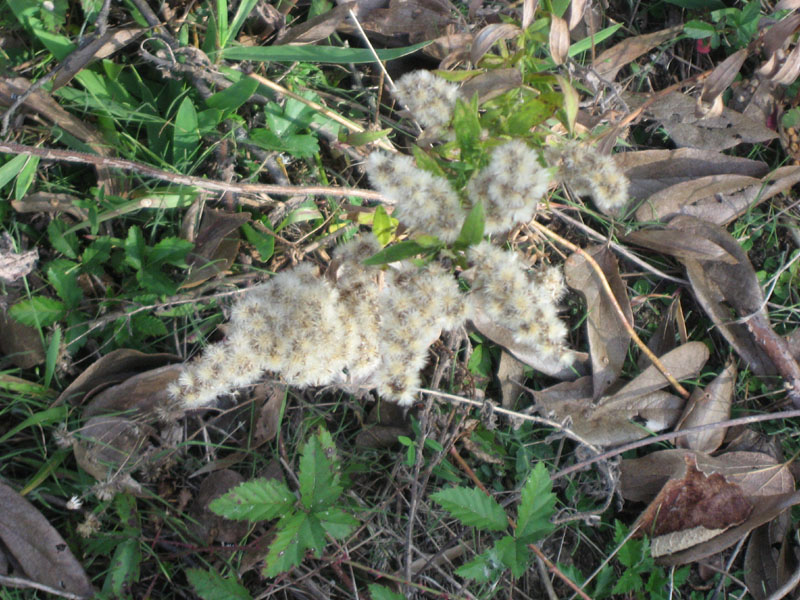 4984 Ambrosia psilostachya ragweed seedheads