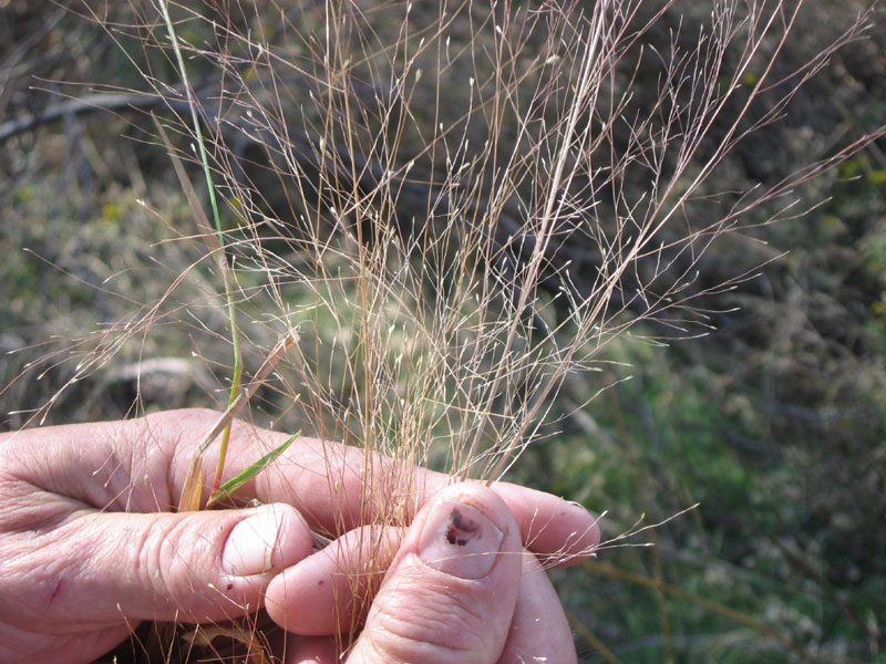 5010 Eragrostis intermedia plains lovegrass
