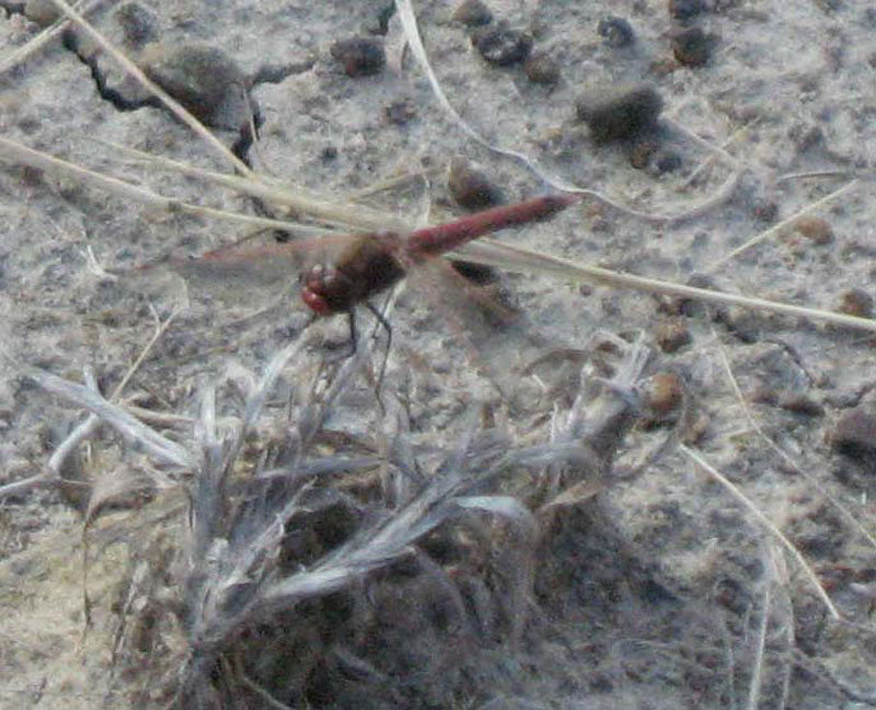 5153 Red dragonfly