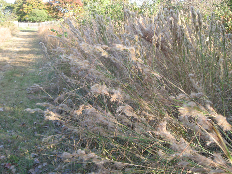 5181Andropogon glomeratus bushy bluestem