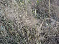 5002 Eragrostis intermedia plains lovegrass