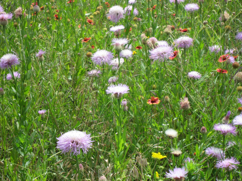 02 Blanket Flower