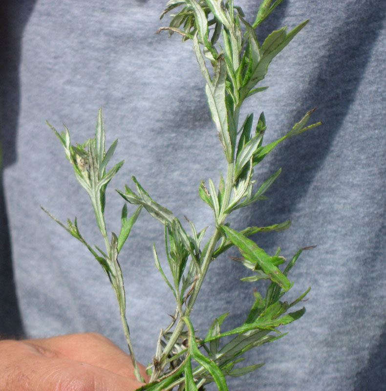 07 Mugwort