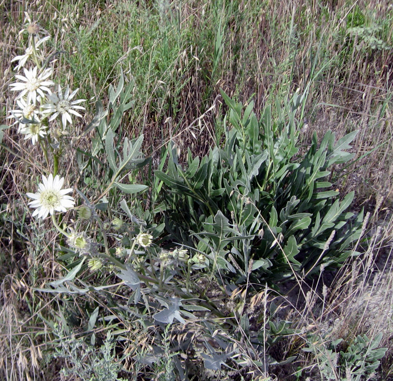 12 White Compass Plant