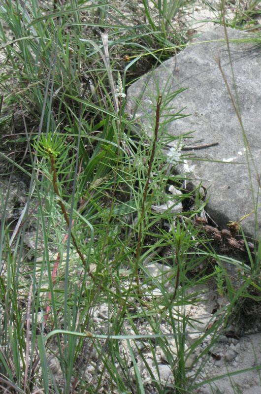 20 White Milkwort