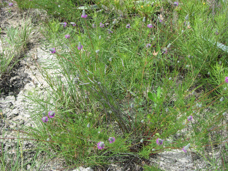 22 Purple Prairie Clover