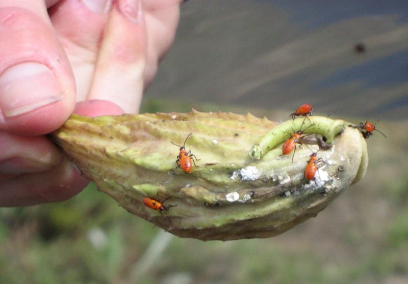 24 Aphids on Milkweed pod