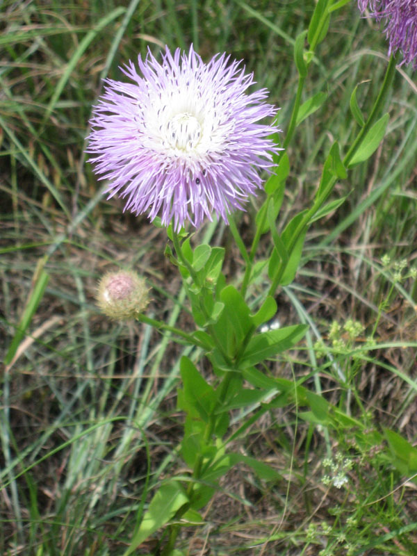 25 Blanket Flower