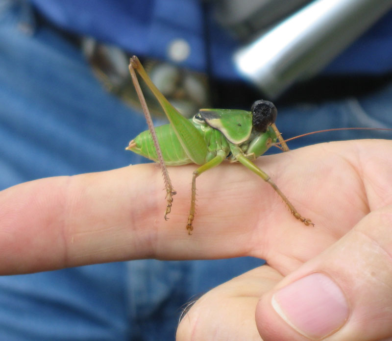 27 Mormon Cricket Male