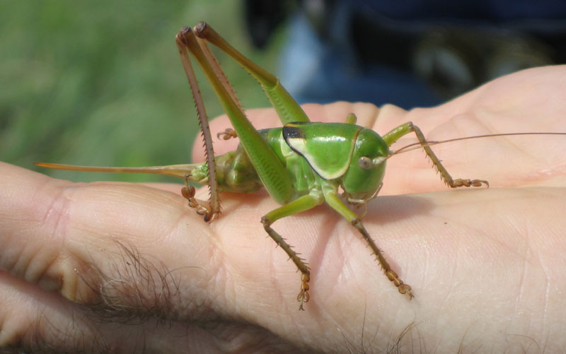 28 Mormon Cricket Female