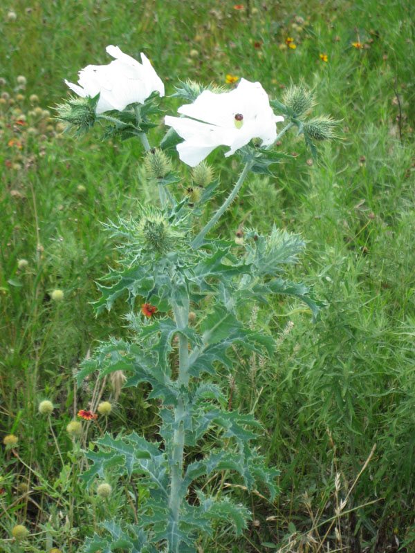 34 Prickly Poppy