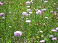 02 Blanket Flower