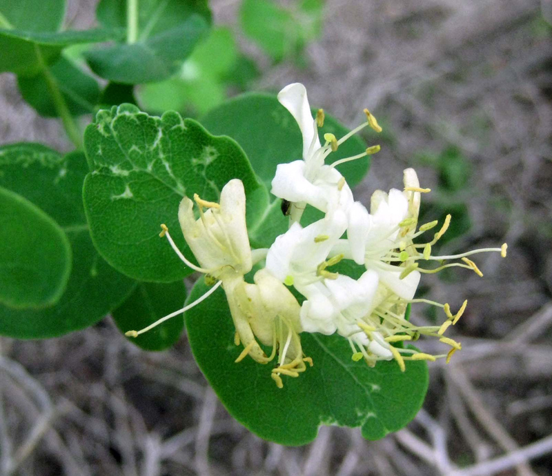 58HoneysuckleFlowersIMG_3856