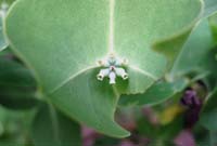 58HoneysuckleSeedpodsIMG_3857