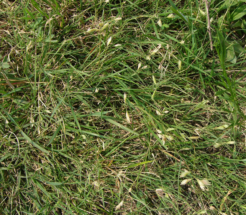 14Buffalo Grass