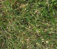 14Buffalo Grass