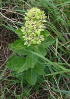 36Green milkweed