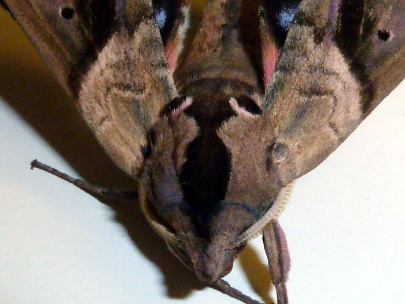 HawkMoth doral headthorax P1010637